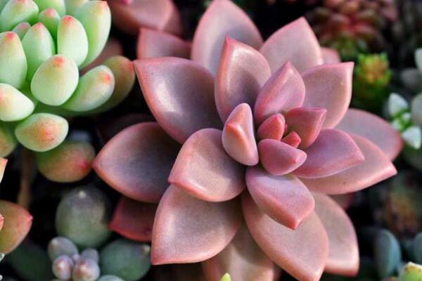 寶石花和觀音蓮的區(qū)別，詳細(xì)介紹葉子和花朵的不同