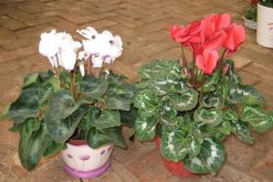 仙客來葉子發(fā)黃莖變軟，找出問題的原因并及時(shí)補(bǔ)救