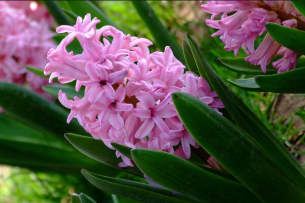 如何養(yǎng)好風信子，風信子養(yǎng)殖5大秘訣