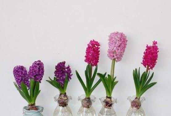 冬天能水培風信子么，可以/保持溫暖環(huán)境、注意水溫