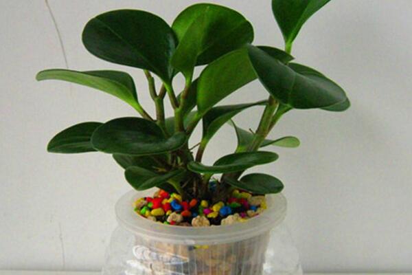 碧玉花能水養(yǎng)嗎，可以水養(yǎng)并且方法簡單