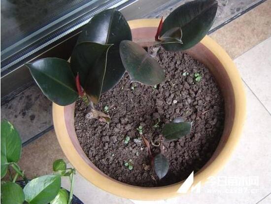 橡皮樹扦插，教你六大基本步驟快速生根發(fā)芽(30天)