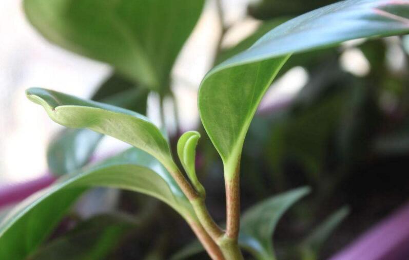 紫葉碧玉怎么養(yǎng)，土壤的選擇很關(guān)鍵