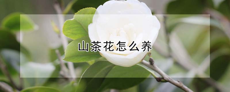 山茶花怎么養(yǎng)