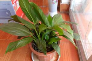 一帆風(fēng)順為什么不開花，一帆風(fēng)順不開花怎么辦