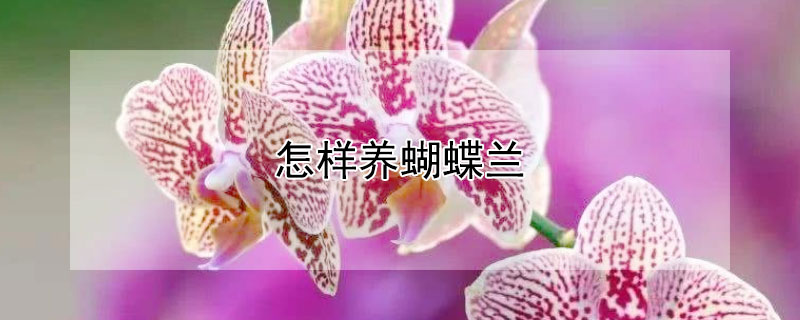 怎樣養(yǎng)蝴蝶蘭