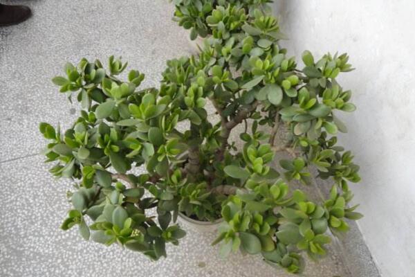 燕子掌移栽要澆水嗎，根據(jù)土壤的干濕度判斷是否要澆水