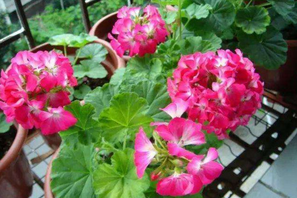 天竺葵結(jié)種子嗎