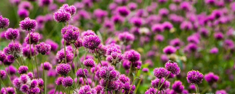 千日紅光長(zhǎng)葉子不開花