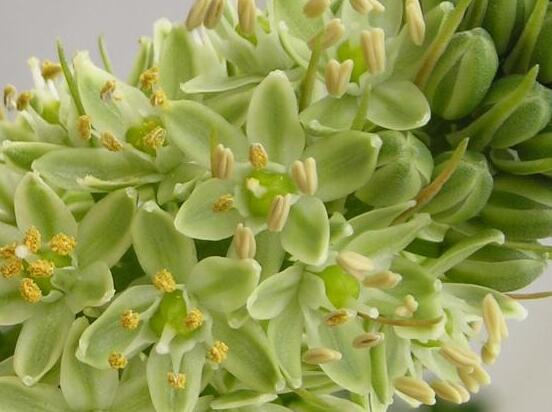 萬年青植物有幾種，盤點(diǎn)最令人欣賞的十大品種