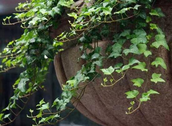 好看的常春藤盆景圖片欣賞，綠化環(huán)境、春天長駐