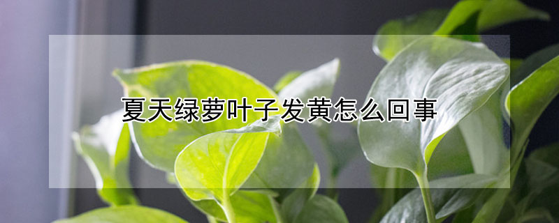 夏天綠蘿葉子發(fā)黃怎么回事