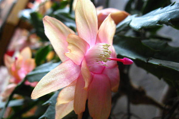 蟹爪蘭秋季開花后怎么養(yǎng)護(hù)