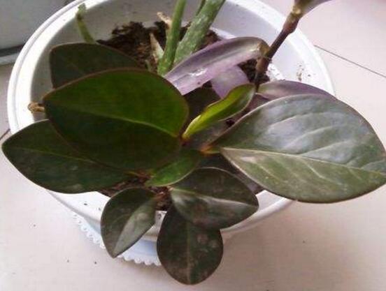 紫邊碧玉的養(yǎng)殖方法，老農(nóng)總結(jié)的七個基本方法