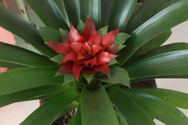 鴻運當頭發(fā)芽了可以分栽嗎