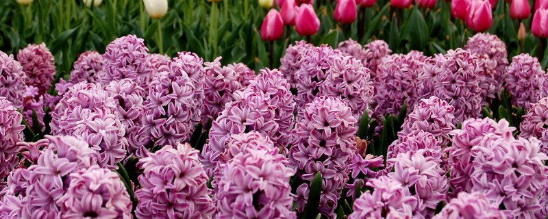 風(fēng)信子什么時候種植