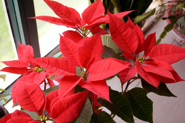 一品紅在室內(nèi)養(yǎng)好不好，不適合放在室內(nèi)（帶有毒性）