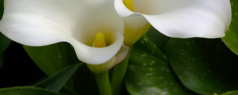 水培馬蹄蓮的養(yǎng)殖方法和注意事項(xiàng)