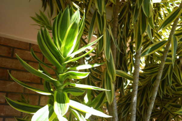 富貴竹光桿能長新葉嗎