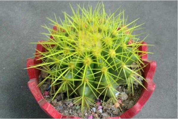 金虎仙人球變黃怎么辦，多半是澆水、溫度、光照三個(gè)方面沒(méi)做好