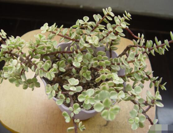 雅樂之舞怎么澆水，做到澆則澆透原則/忌積水