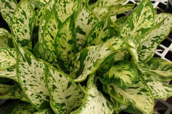 斑馬葉萬(wàn)年青有毒嗎，可以在室內(nèi)養(yǎng)殖但要小心謹(jǐn)慎（有毒）