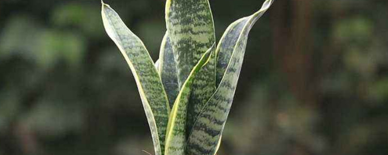 虎皮蘭葉子發(fā)白是怎么回事