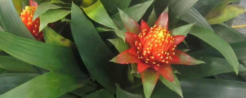 鴻運當(dāng)頭的護理方法