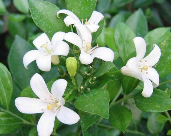 盆栽九里香的養(yǎng)殖方法，老農(nóng)教你七個最實用基本方法