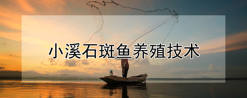 小溪石斑魚養(yǎng)殖技術(shù)