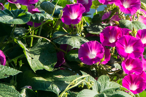 牽?；ǖ母蛋l(fā)達(dá)嗎