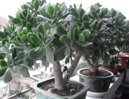 景天樹和玉樹的區(qū)別，教你兩種最容易分辨方法(葉型與花型)