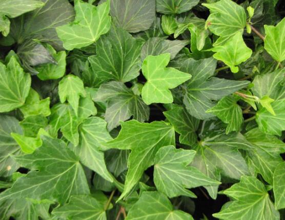 常春藤的養(yǎng)殖方法和注意事項(xiàng)，老農(nóng)總結(jié)八大基本方法