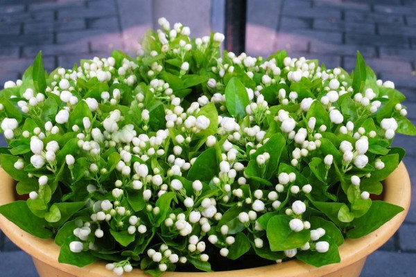 盆栽茉莉的養(yǎng)殖方法和注意事項(xiàng)，每日接受5小時(shí)光照