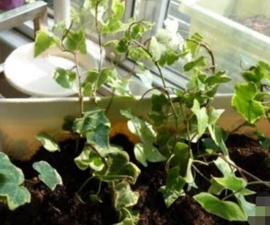常春藤如何扦插，插蕙盆土剪刀花盆消毒液缺一不可