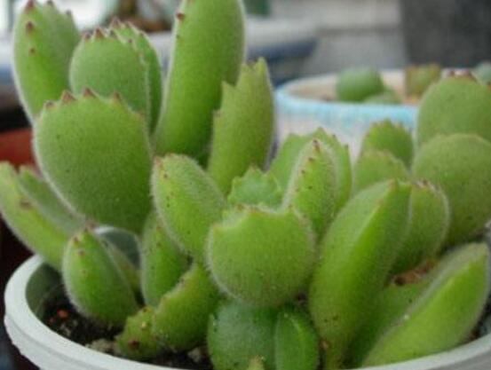 碧光環(huán)種植方法，擇健康種子、保水保肥土壤/淺盆為主