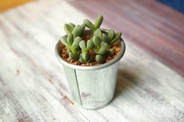 碧玉蓮怎么繁殖，桿插繁殖操作方便且成活率較高