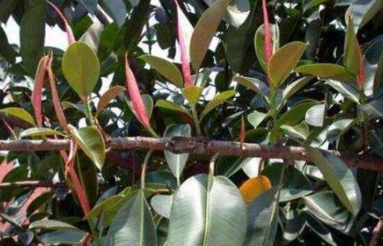 橡皮樹(shù)葉子打卷怎么辦，保持光照充足、溫度合理、忌積水