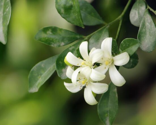 九里香的養(yǎng)殖方法和注意事項，老農(nóng)總結(jié)出七大養(yǎng)殖基本方法