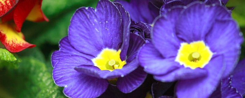 紫羅蘭冬天室外怎么養(yǎng)