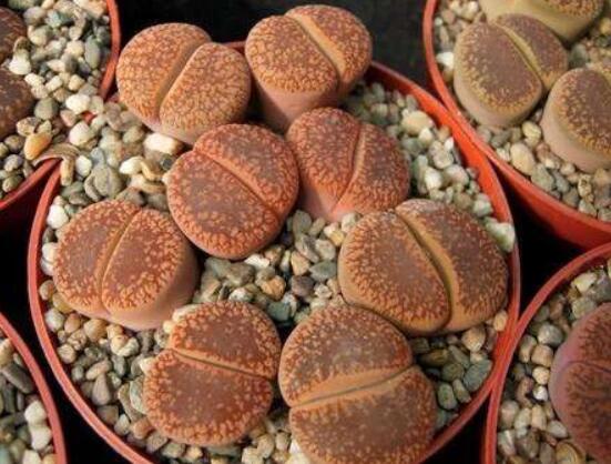 生石花有多少品種，欣賞最好看的六大品種