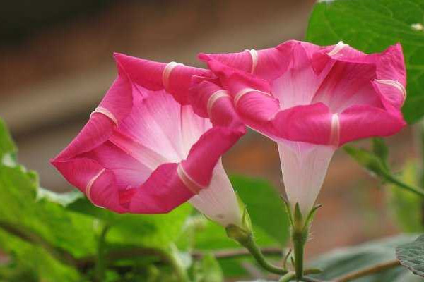 牽?；ㄔ趺答B(yǎng)家庭養(yǎng)法