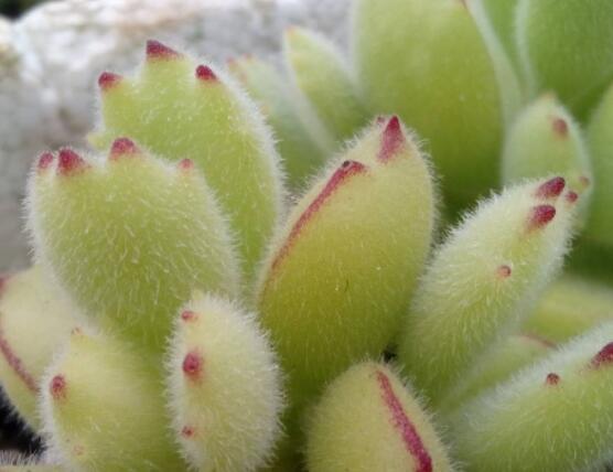 熊童子葉斑病怎么辦，及時摘除病葉、噴灑藥物治療