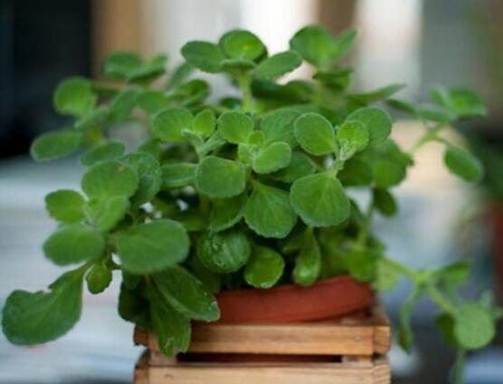 碰碰香怎么換盆，做好脫盆處理修剪根系/春季最佳