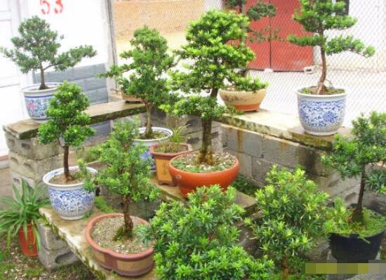 什么品種羅漢松最貴，珍珠羅漢松當(dāng)之無愧(售價高達上百萬)