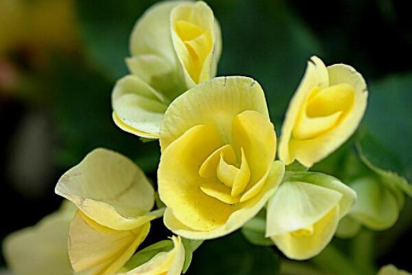 麗格海棠怎么養(yǎng)護(hù)