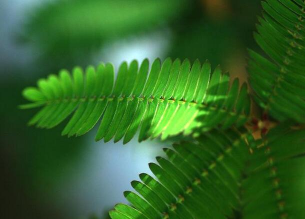 含羞草怎么養(yǎng)長的快，需要養(yǎng)殖在適合生長的環(huán)境中