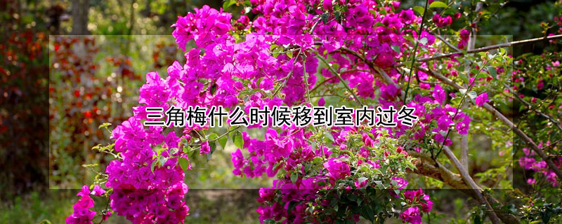 三角梅什么時(shí)候移到室內(nèi)過(guò)冬