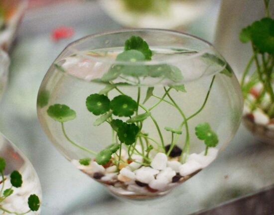 銅錢草水培怎么固定根，，擇一些小花石置于水瓶底部(美觀固定)