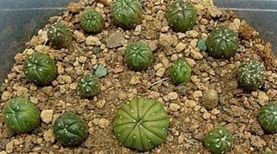 仙人球移栽注意事項(xiàng)，注意不可弄傷根系、及時(shí)消毒/土壤微濕潤(rùn)